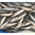 frozen mackerel farm fish